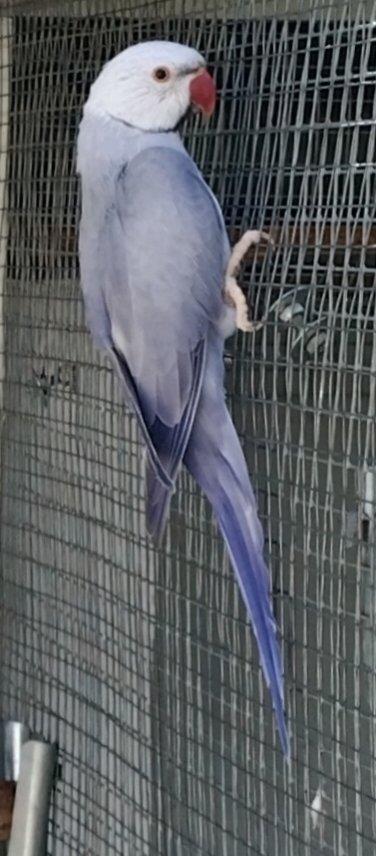 BUTTERCUP 2 letý samec