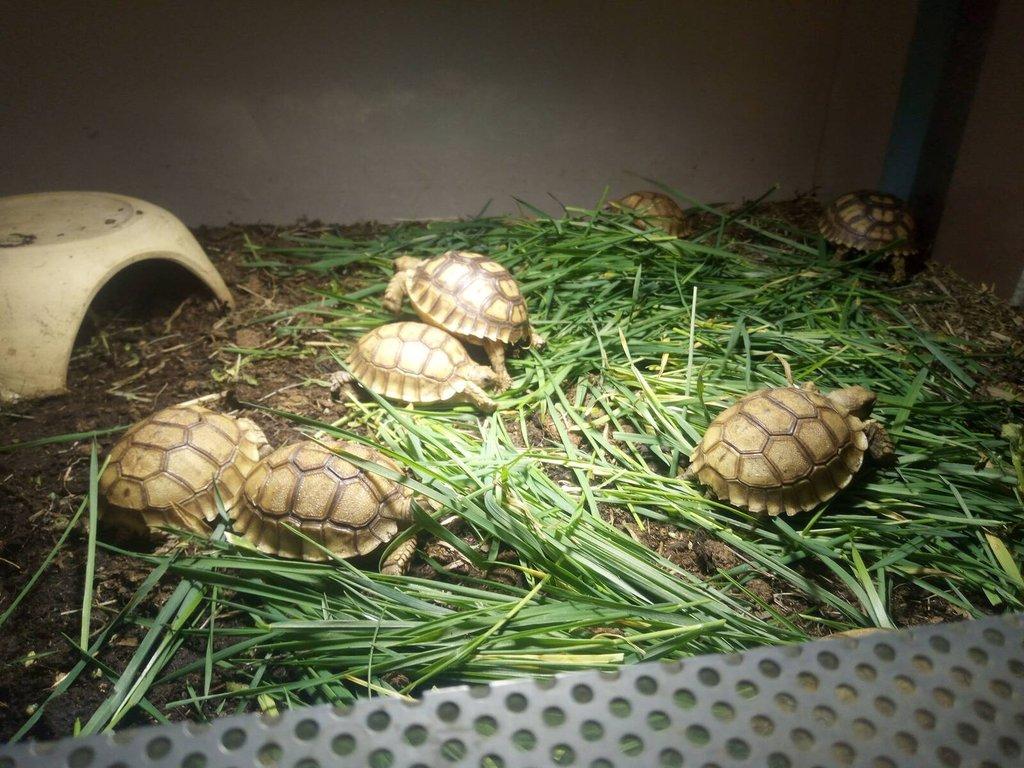Želva ostruhatá (Centrochelys sulcata)