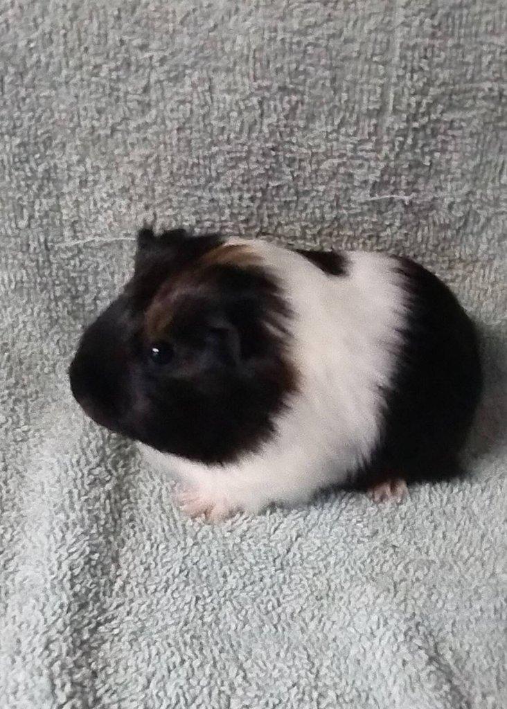 Morče sheltie