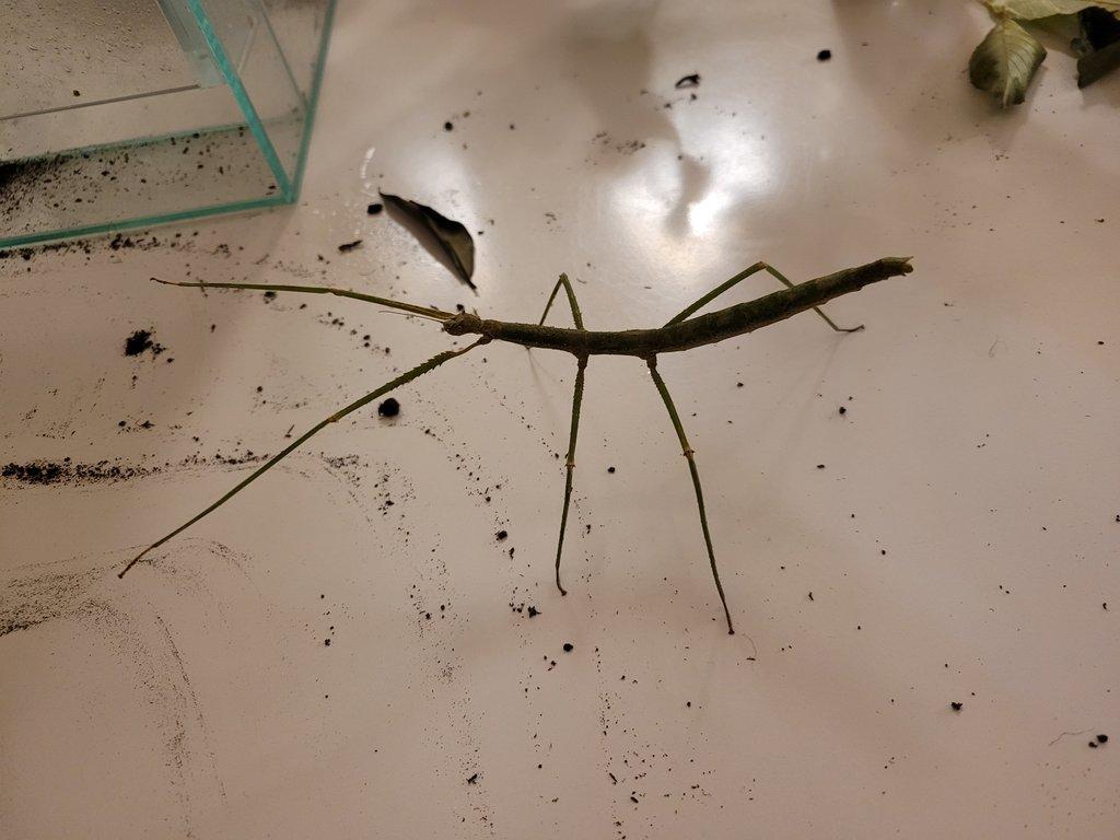 daruji strašilky Medauroidea extradentata