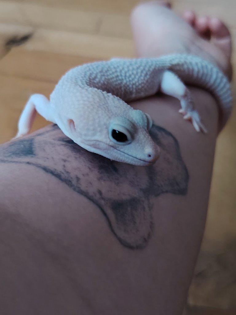 Gekončík noční - SAMEC