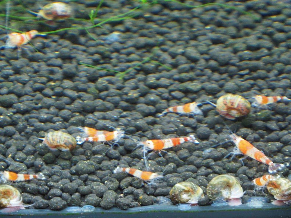Krevetky Caridina Red Crystal