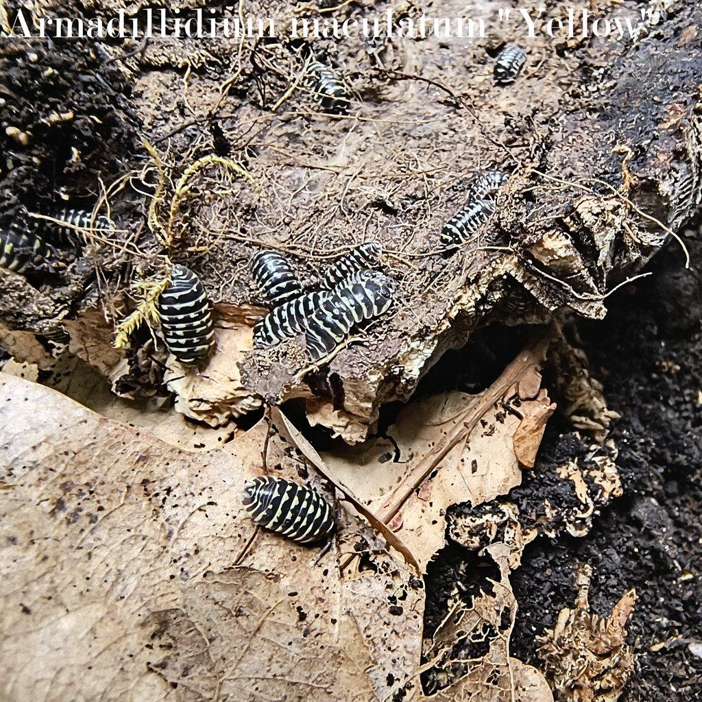 ISOPODY bulk / balíčky - Fauna trhy Ostrava 15.2.