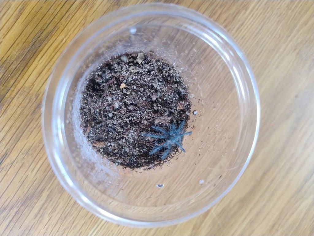 Pamphobeteus platyomma 4.svlek