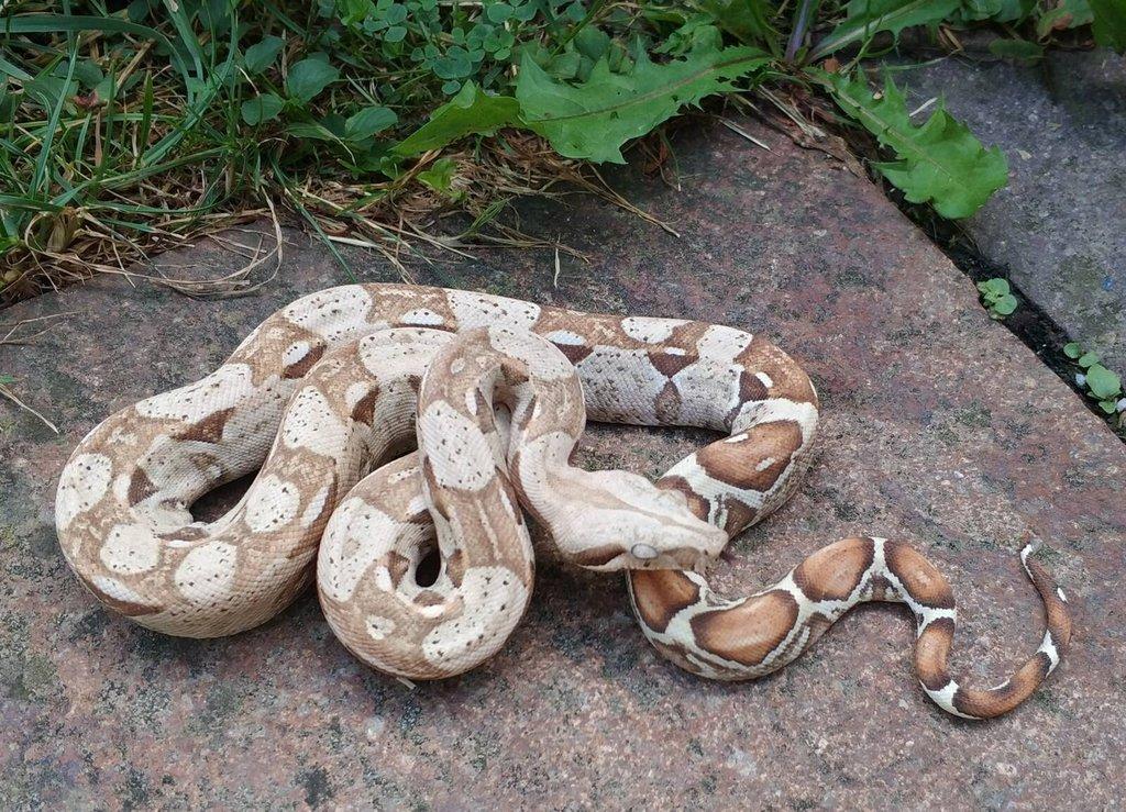 Boa imperator - Scoria Paradigm, IMG Arctic, IMG Paradigm