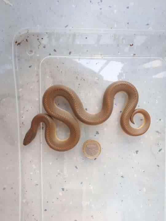 Lamprophis aurora