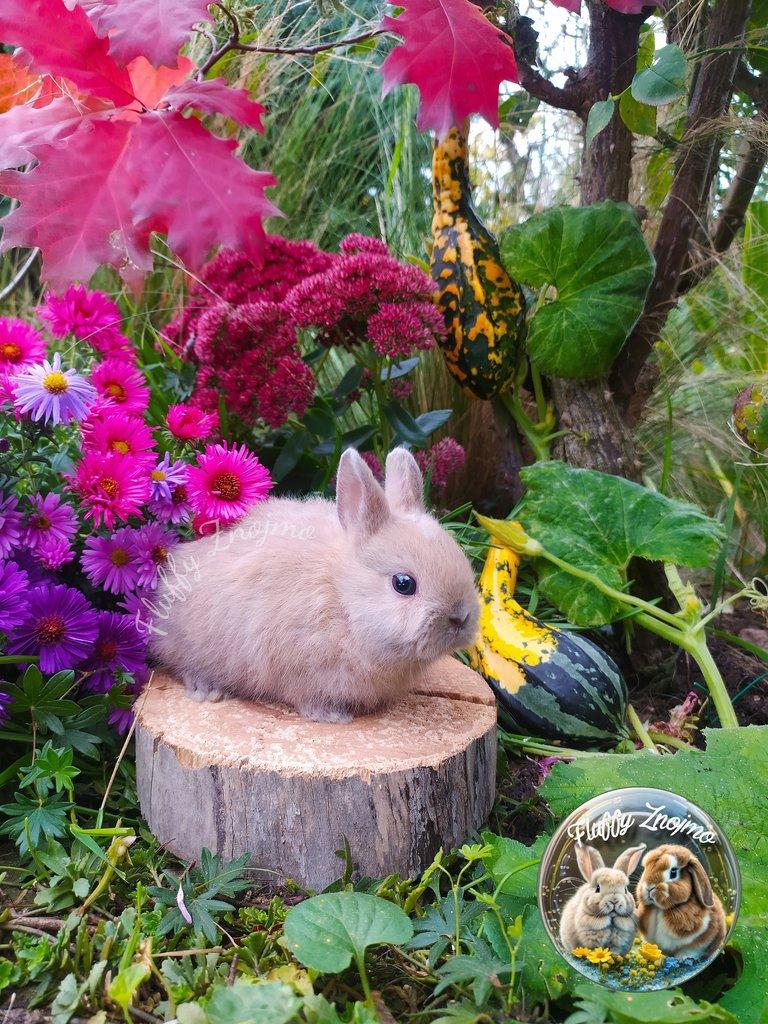 Zakrslí králíčci ze Znojma