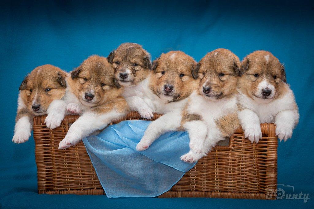 Dlouhosrstá kolie - štěňátka s PP