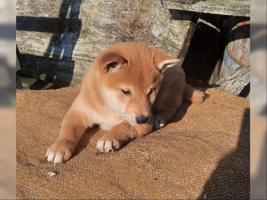 Shiba inu fenka