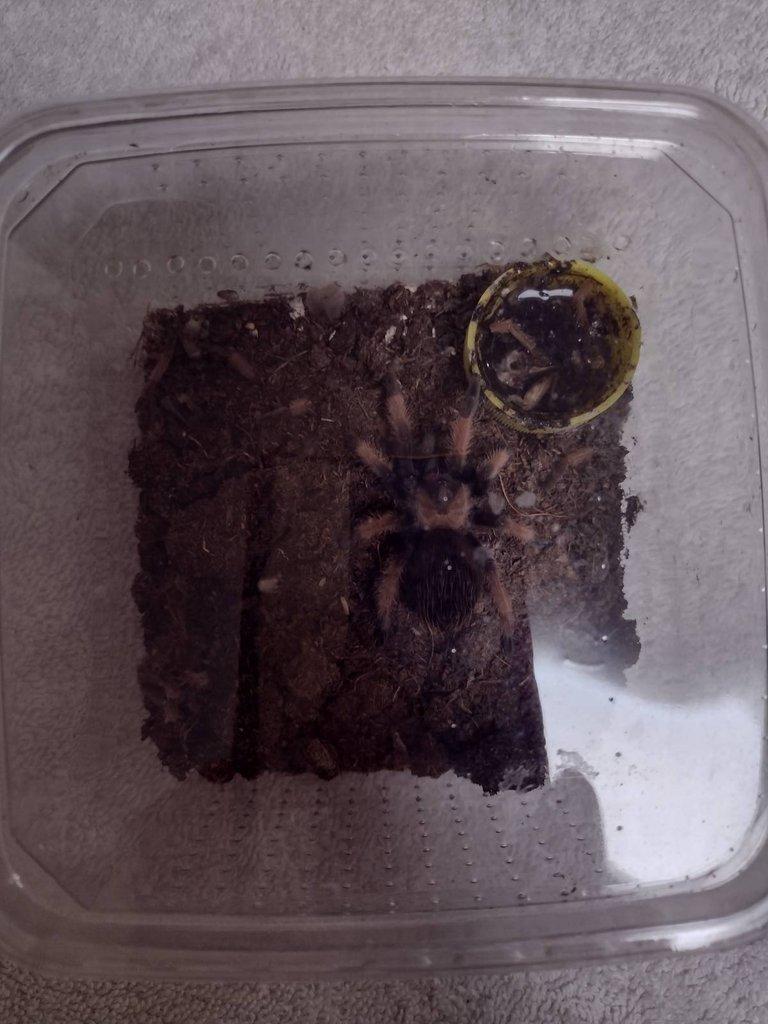 Brachypelma Emilia
