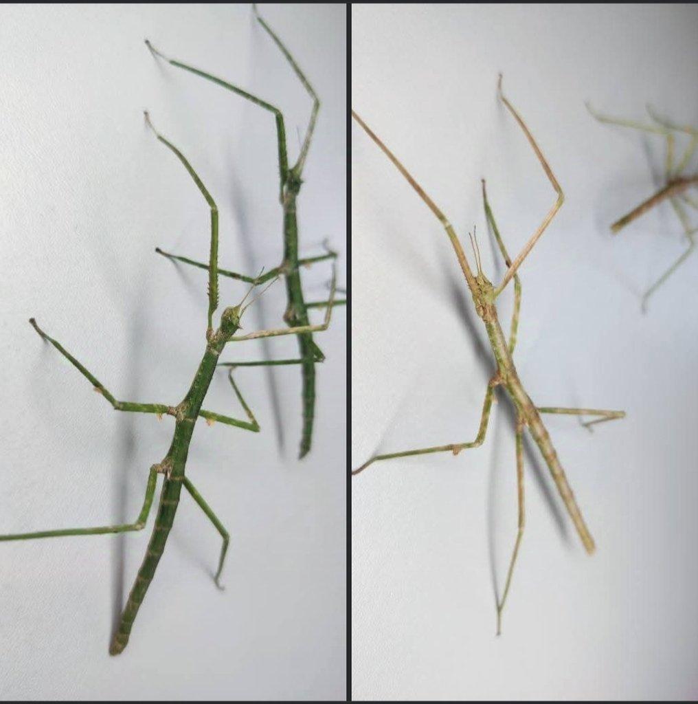 Medauroidea extradentata