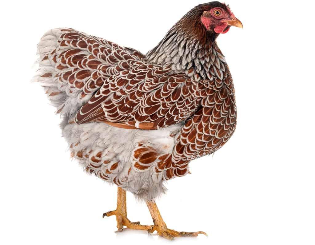 Slepičky Wyandotky zdrobnělé na vajíčka i na okrasu