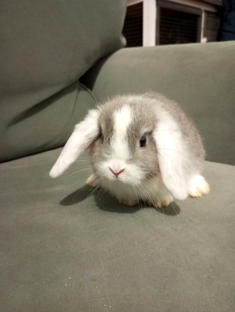 Zakrslý beránek králíček