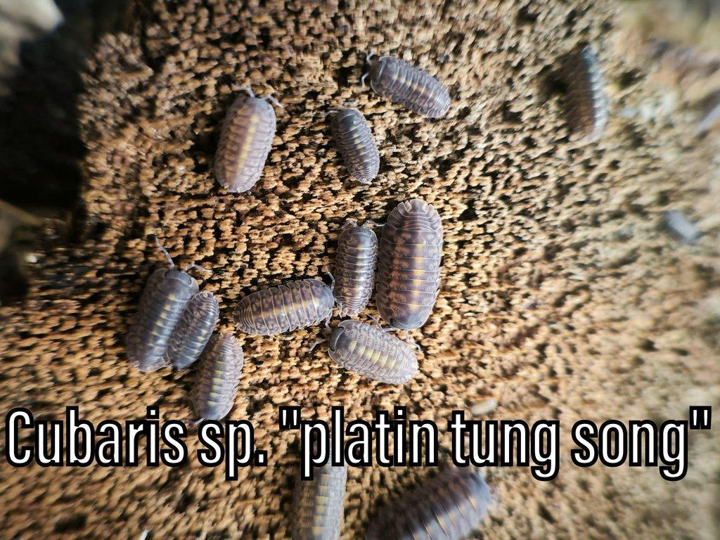 Isopody, stínky, mnohonožky, Praha, posílám