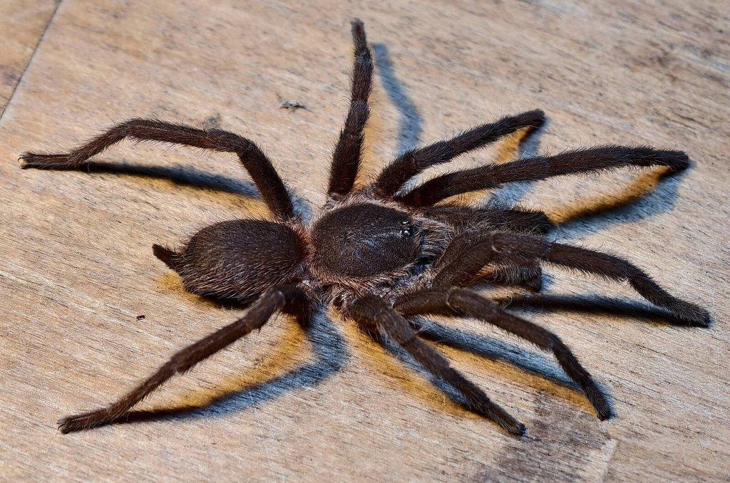 Mohu dovézt na Živou Exotiku sklípkany