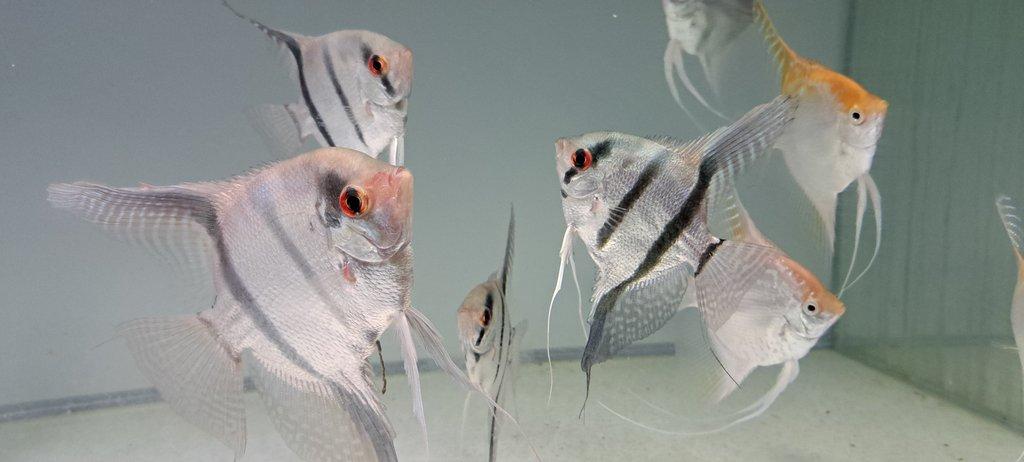 Skalary Rio Negro a Platinum