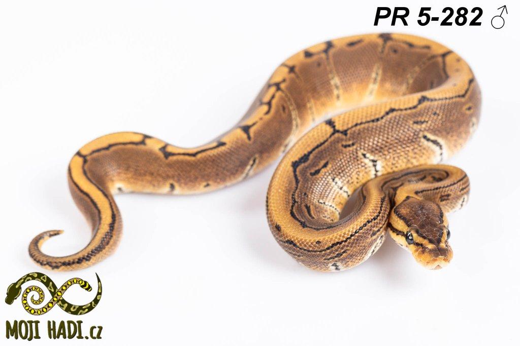 Python regius - Krajta královská