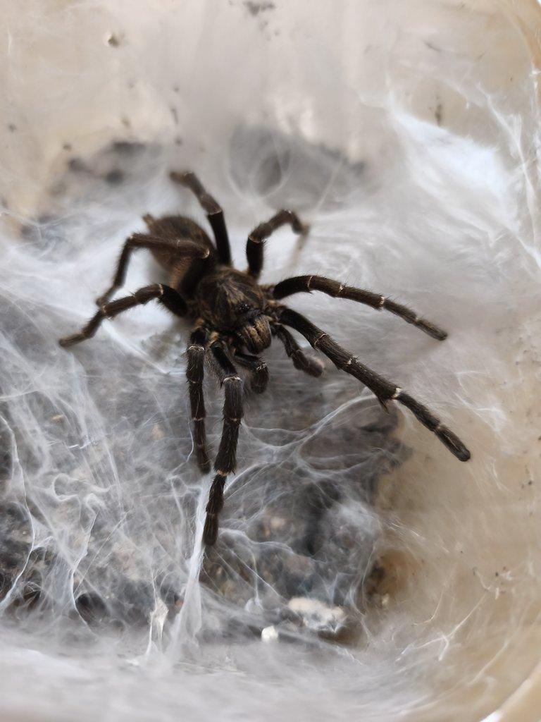 Pterinochilus chordatus sameček