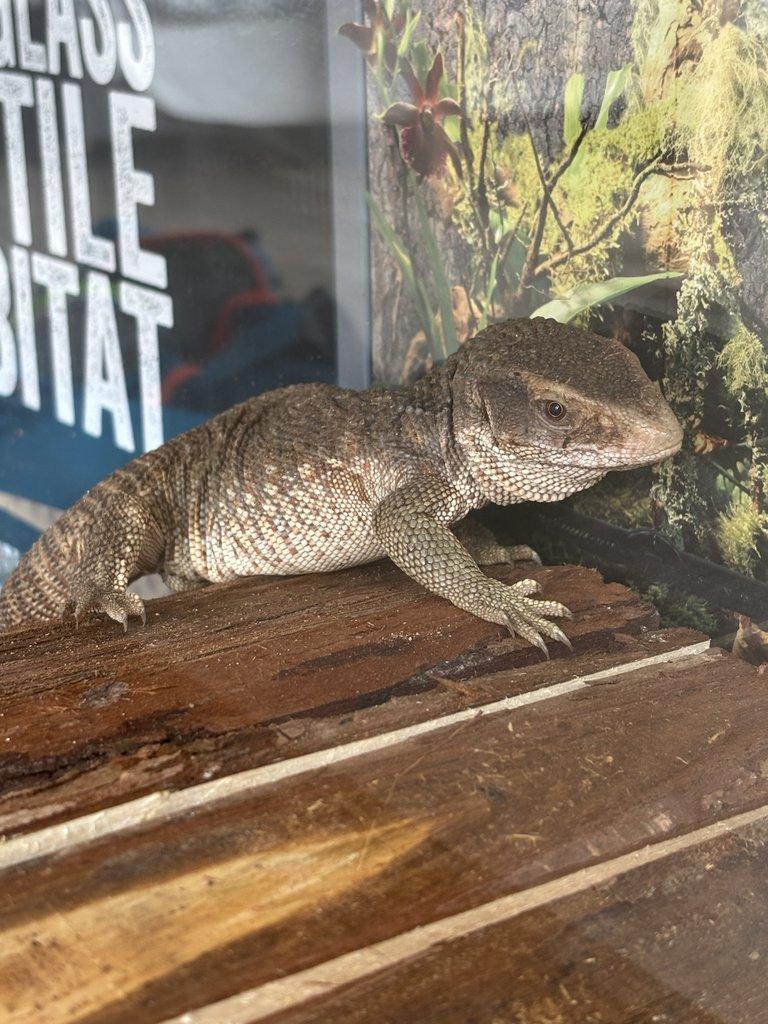 Prodám varana Stepního