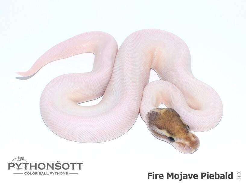 Krajta královská – mláďata z vlastního chovu