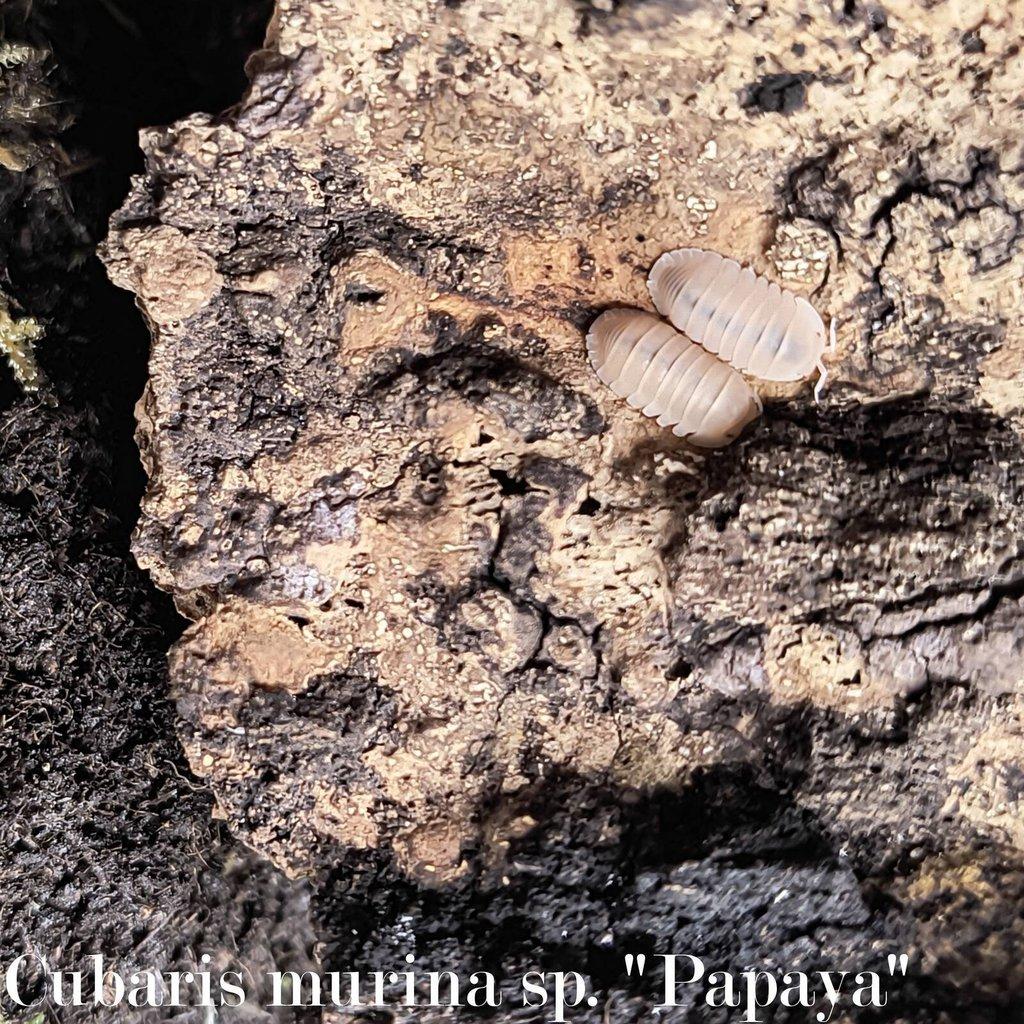 ISOPODY·STÍNKY - Fauna trhy Ostrava 15.2.