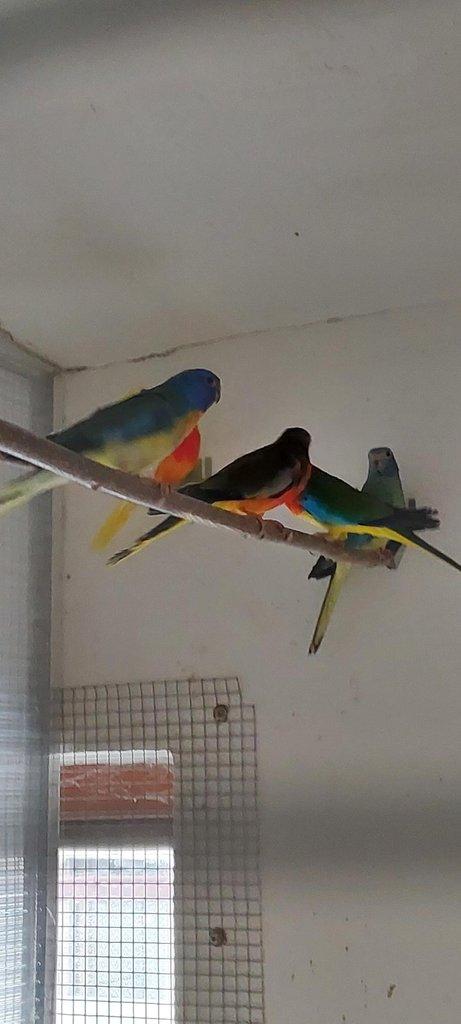 Neoféma modrohlavá