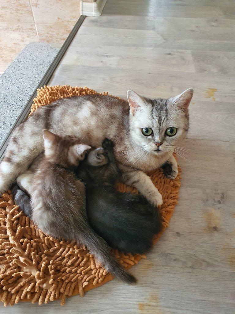 Prodam britska Whiskas kotata