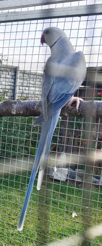 BUTTERCUP 2 letý samec