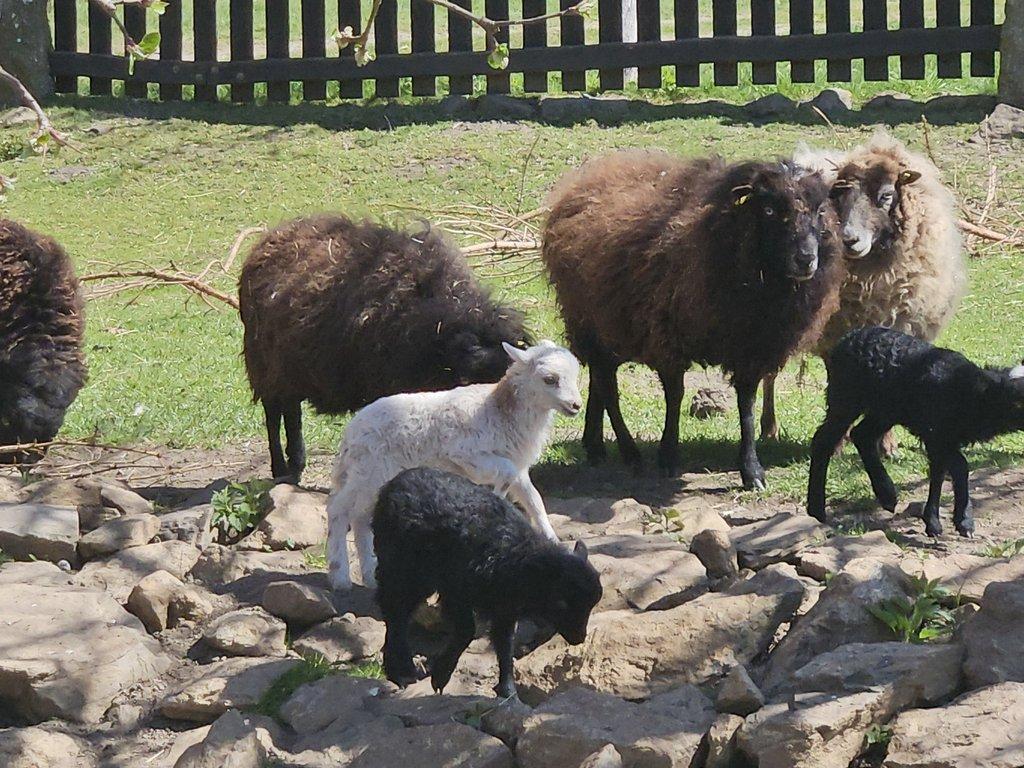 Prodám letošní jehňátka