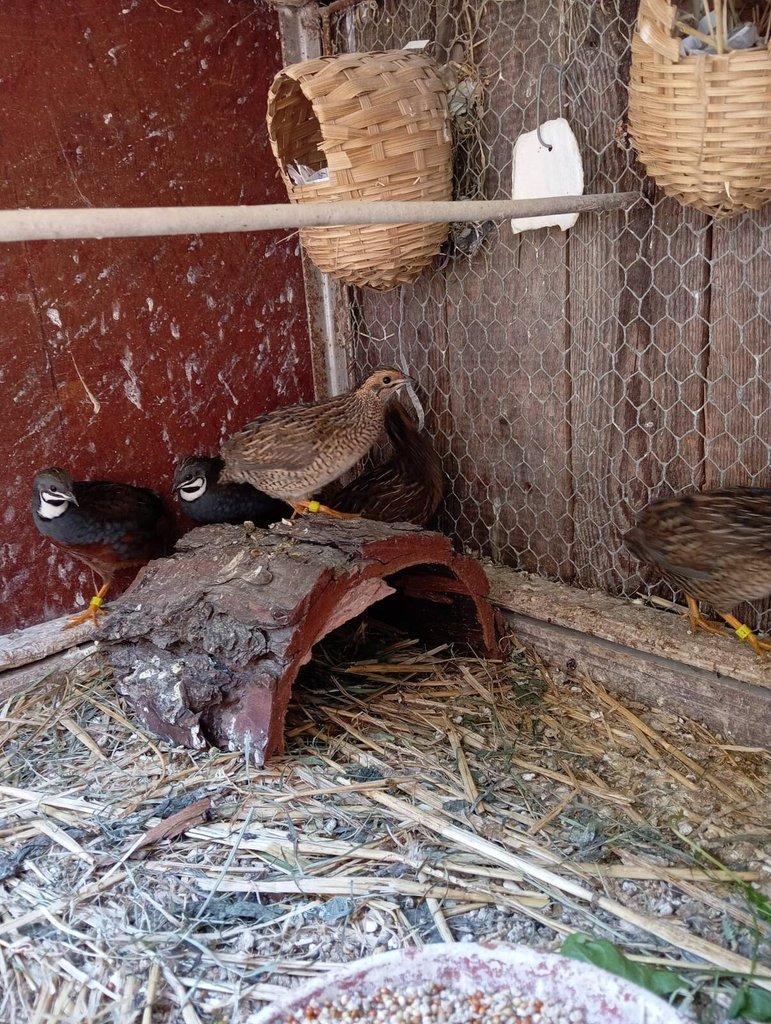 Loňské čínské křepelky