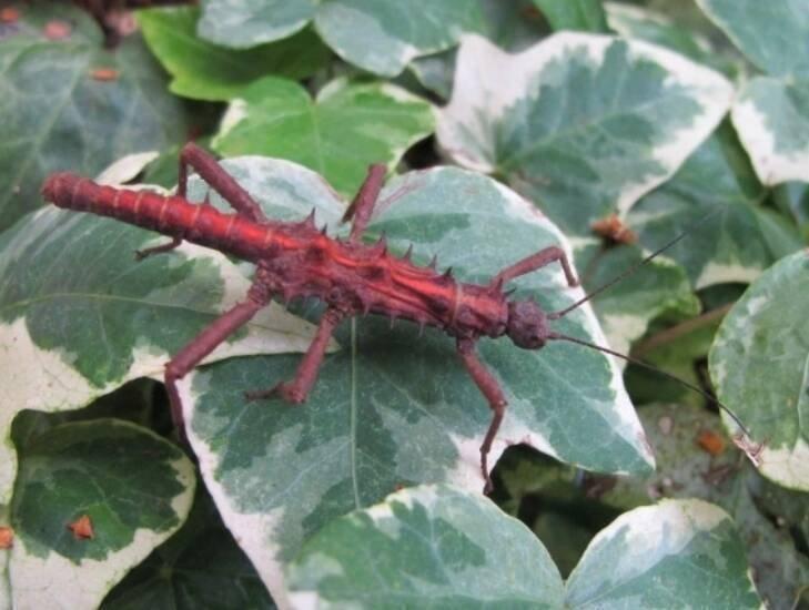 Strašilky, pakobylky