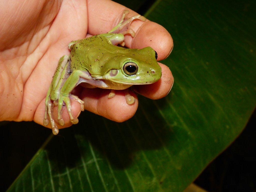 Rosnice siná (Litoria caerulea)
