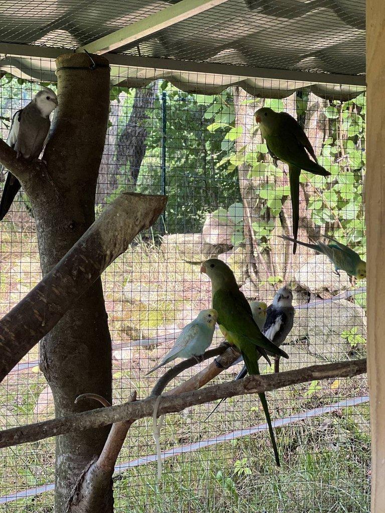 Papoušek nádherný