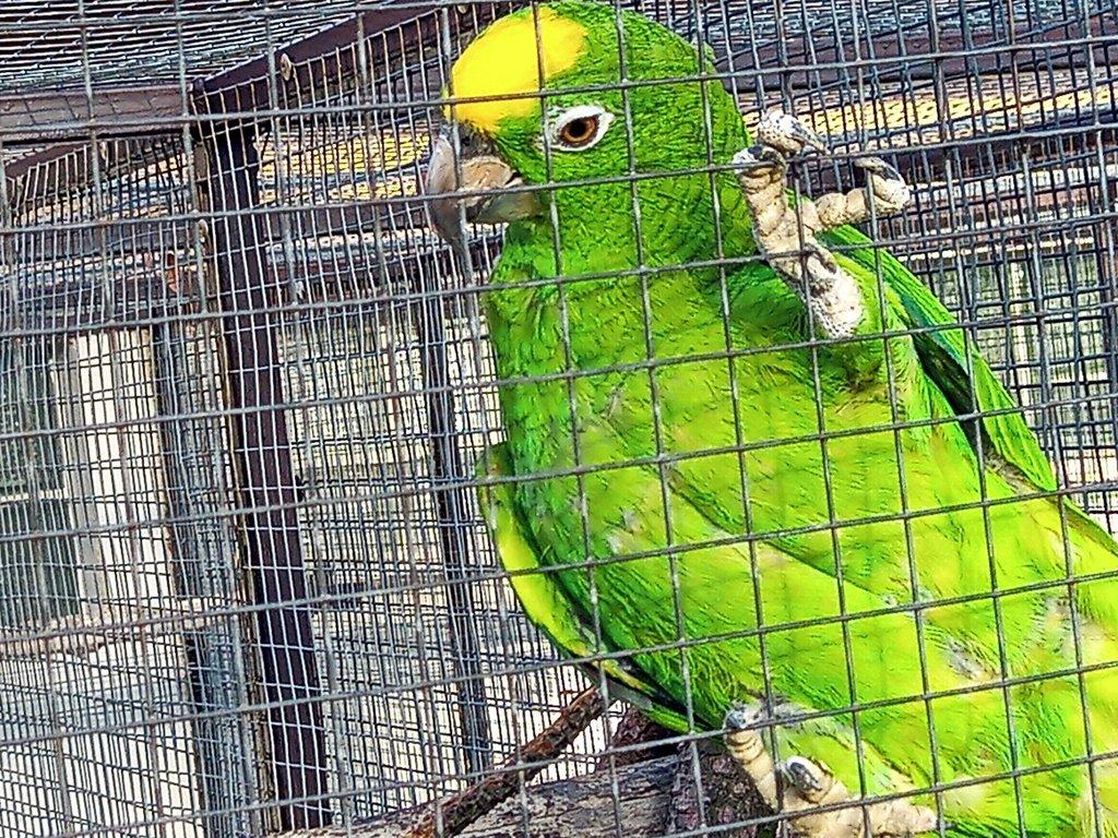 Amazoňan surinamský