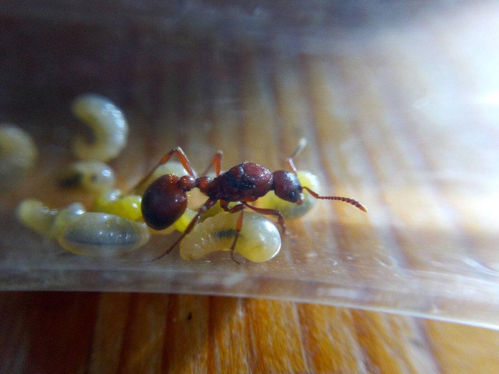 Evropské mravenčí královny a kolonie