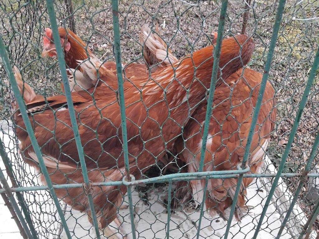 Chovatelské trhy ve Slezské Ostravě
