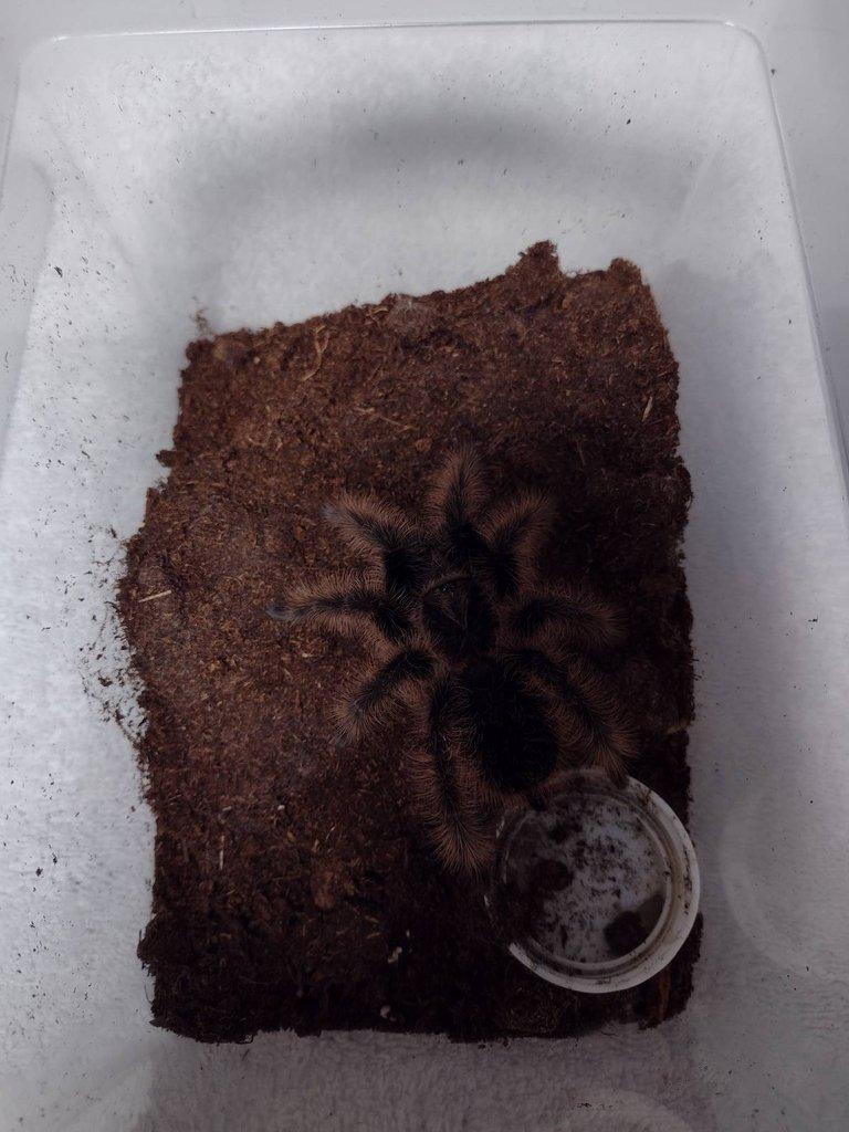 Brachypelma albopilosa Nikaragua