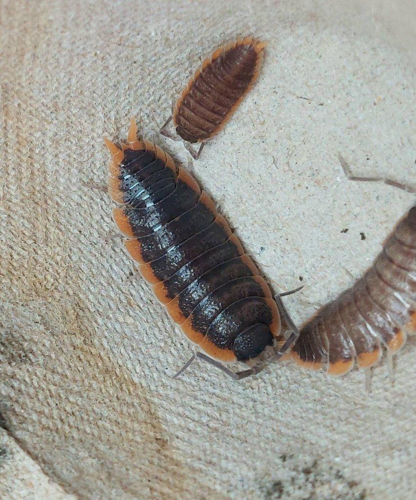 ISOPODA - Hobby druhy - aktualizovaný seznam
