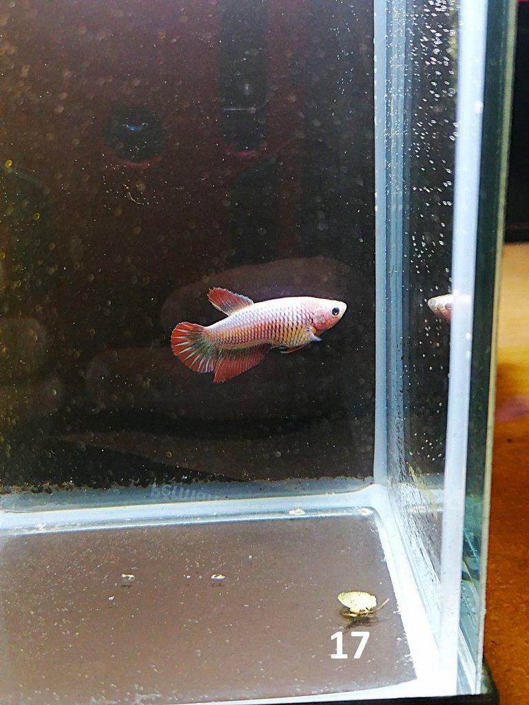 Betta Splendens - Samci