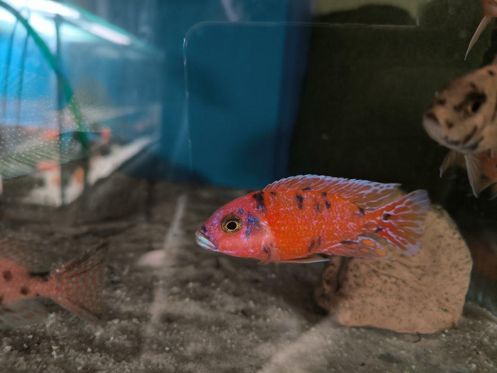 Malawi&Tanganika duben 2026