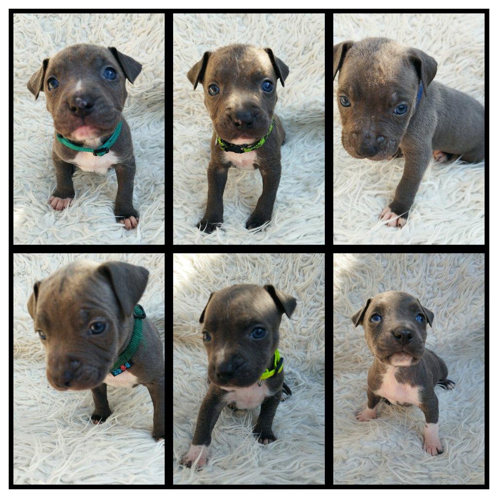 Amstaff