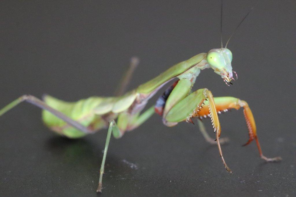 Prodám subadultni pár kudlanek Hierodula majuscula
