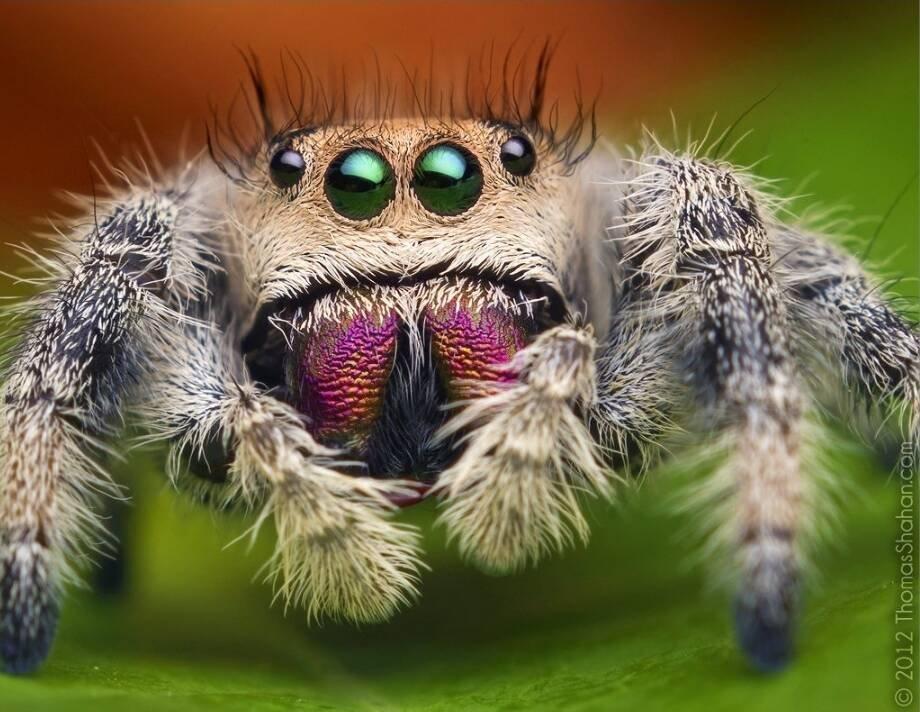 Phidippus regius "Ocala" - poslední kusy!!