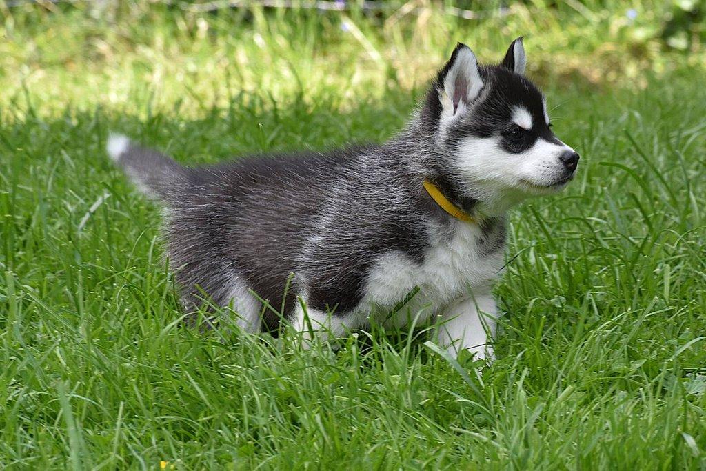 Sibiřský husky s PP - Štěně