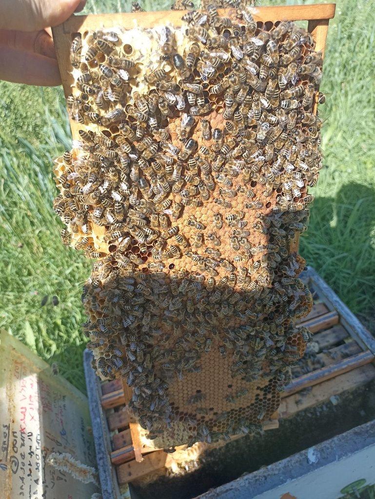 Vyzimované oddělky