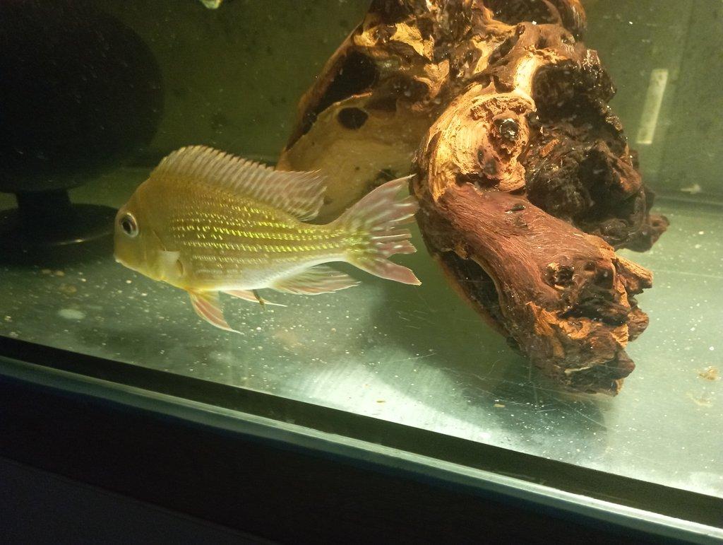 Geophagus sveni Rio parana chovný pár +4ks