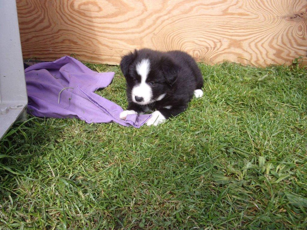 Border kolie /  collie štěňata s PP (FCI)
