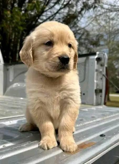 Štěňata zlatého retrívra hledají domov.