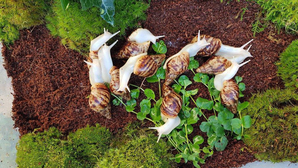Afričtí šneci Lissachatina reticulata Albino body mláďata