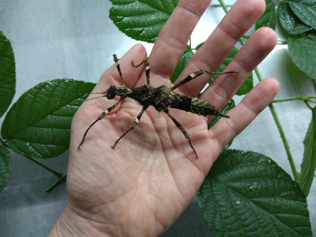 Strašilky a Pakobylky